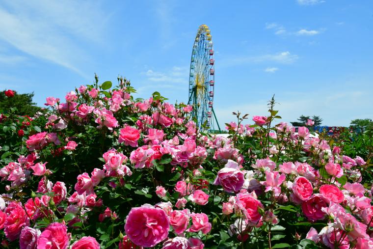 国営ひたち海浜公園・バラ