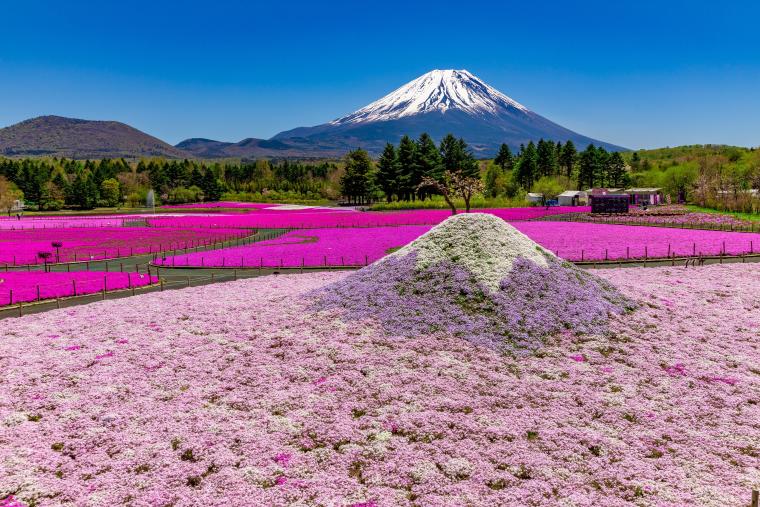 「富士芝桜まつり」2