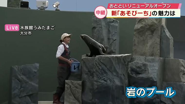 【大分】オットセイとハグも、うみたまご「あそびーち」リニューアル