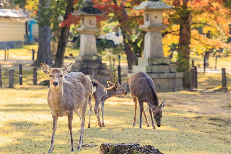 奈良公園
