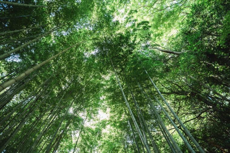 日本一美しい廃線と称された「旧国鉄倉吉線」。竹林に残る線路の幻想的な景色を撮ってみた