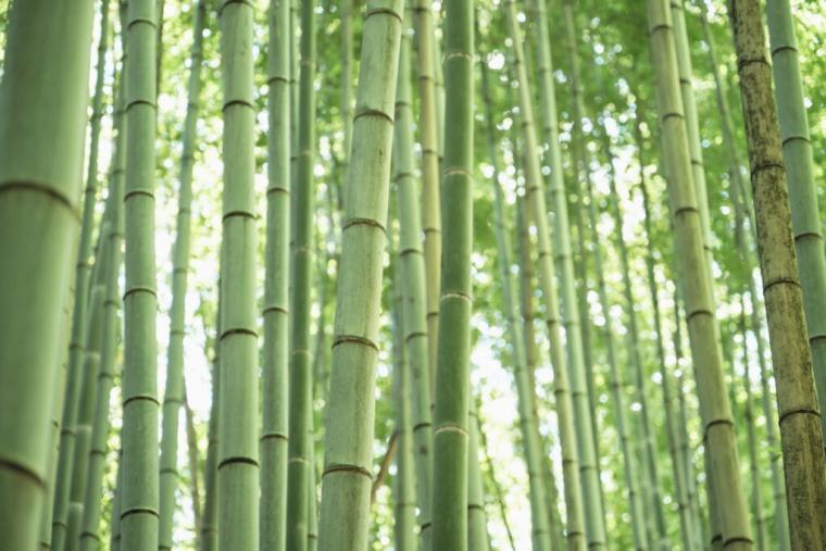 日本一美しい廃線と称された「旧国鉄倉吉線」。竹林に残る線路の幻想的な景色を撮ってみた