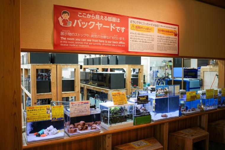鳥取県鳥取市にあるカニが主役の水族館！無料で遊べる家族連れに人気スポット