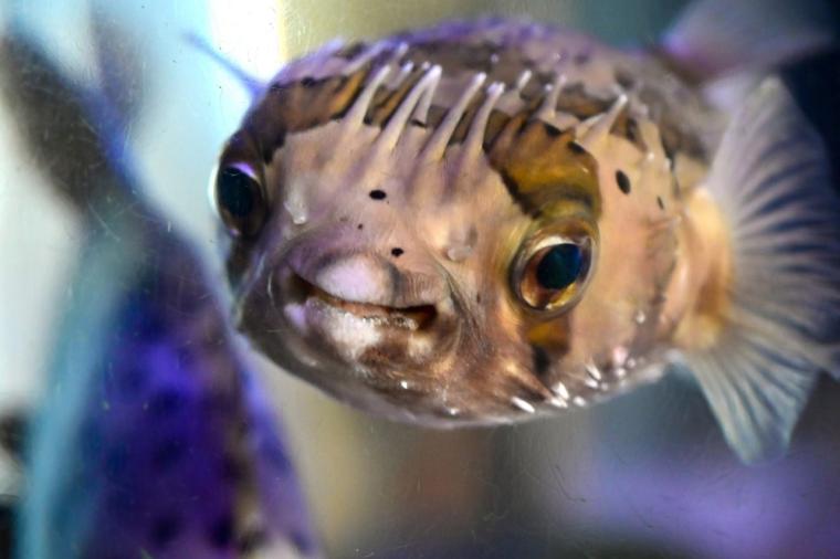 鳥取県鳥取市にあるカニが主役の水族館！無料で遊べる家族連れに人気スポット