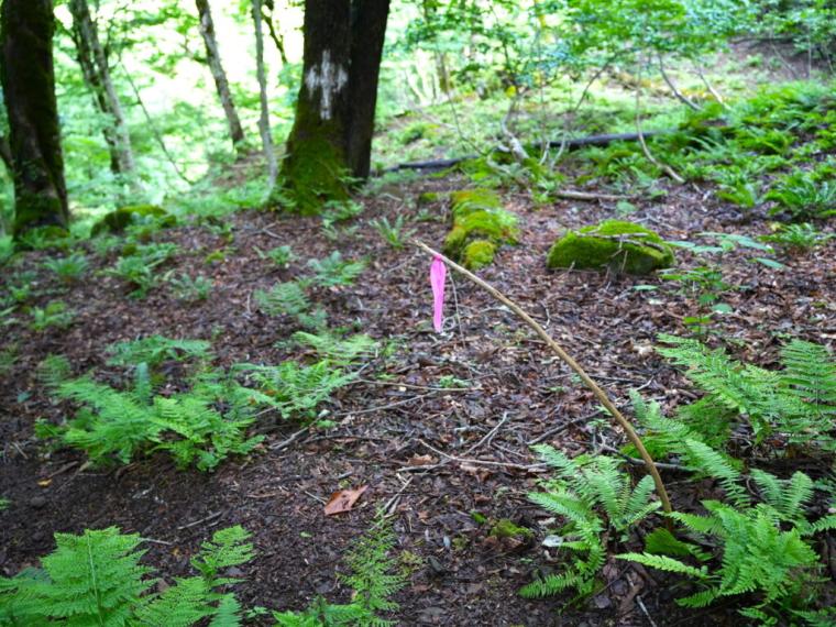 まるで異世界に来たよう…。鳥取県の山奥にある、24 メートルの高さの迫力ある滝！