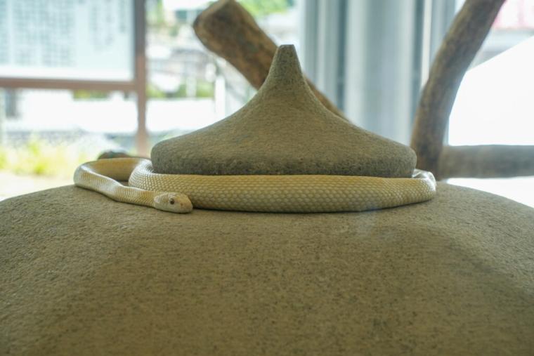 【山口県岩国市】本物のシロヘビにも会える「白蛇神社」金運アップ祈願や可愛いおみくじも