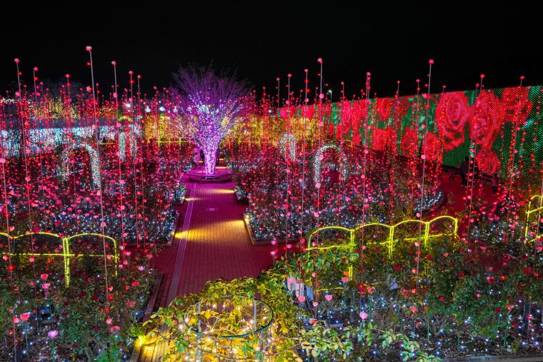 「光の花の庭」光のバラ園