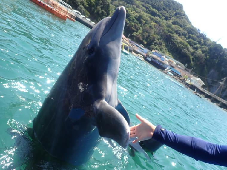 【静岡県下田市・下田海中水族館】驚くほど海にもイルカにも近い水族館 とことん楽しみ方を伝授！