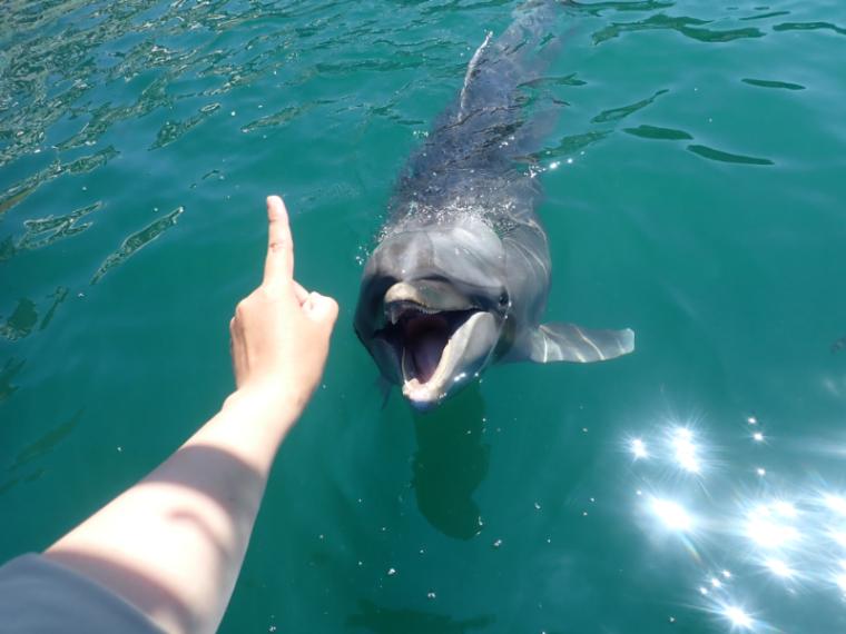 【静岡県下田市・下田海中水族館】驚くほど海にもイルカにも近い水族館 とことん楽しみ方を伝授！