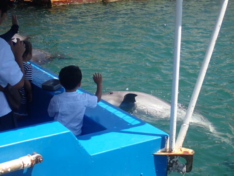 【静岡県下田市・下田海中水族館】驚くほど海にもイルカにも近い水族館 とことん楽しみ方を伝授！