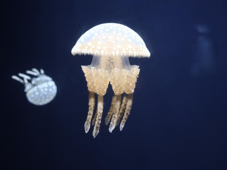 【静岡県下田市・下田海中水族館】驚くほど海にもイルカにも近い水族館 とことん楽しみ方を伝授！