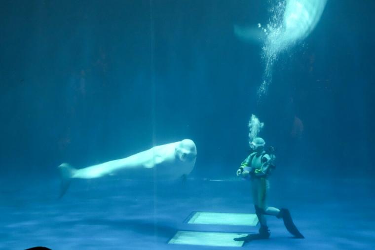 西日本で唯一シロイルカがいる島根県浜田市水族館で「幸せのバブルリング」を見てきた！