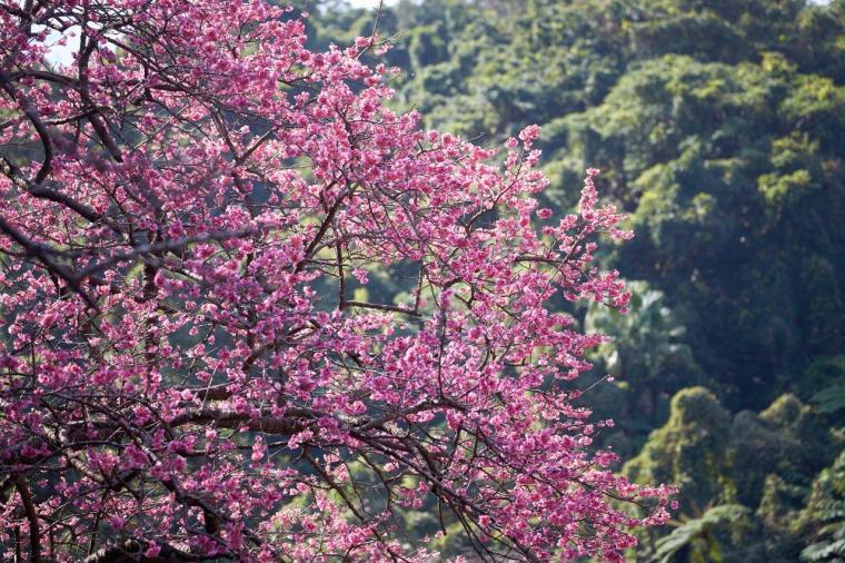 寒緋桜1
