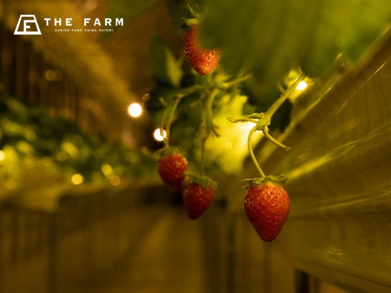 「THE FARM 星空いちご園」いちご