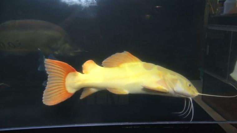 【静岡県御前崎市・割烹民宿 聖火】まるで水族館! アロワナもエイも泳ぐ民宿 安くて豪華な海の幸を堪能