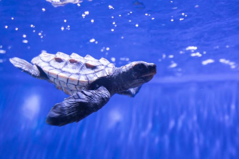 水や森とアートが融合！五感で巡る「広島もとまち水族館」の楽しみ方ガイド