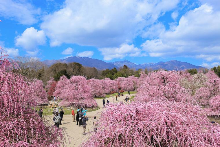 鈴鹿の森庭園