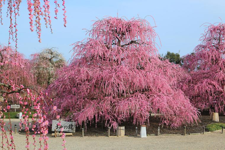 鈴鹿の森庭園