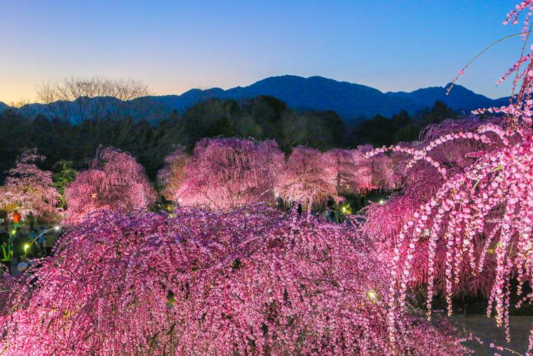 鈴鹿の森庭園