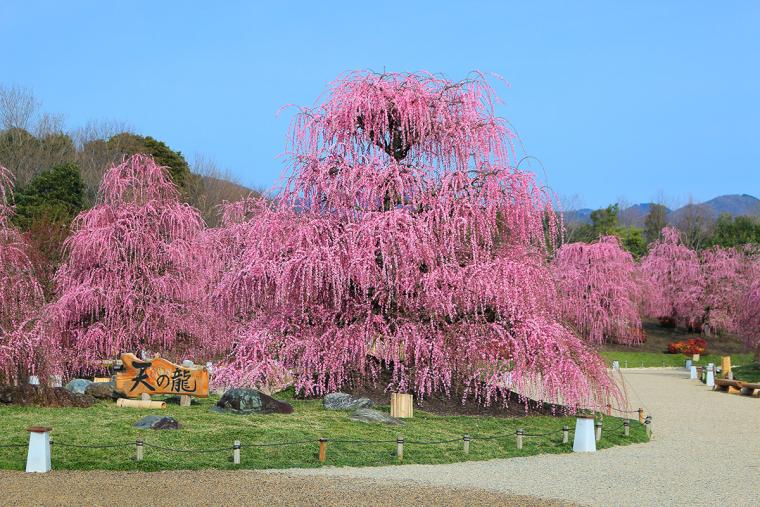 鈴鹿の森
