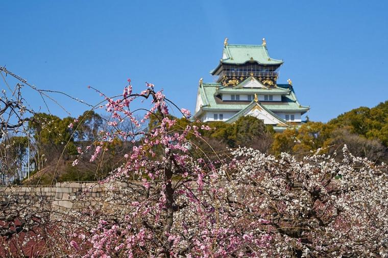 大阪城公園 梅林
