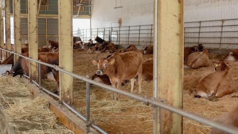 真冬でも動物たちとふれあえる！北海道・美瑛の「超レア」な牧場を獣医師ママライターが解説