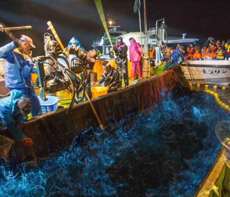 息をのむ美しさの光る海×ほたるいかグルメ【滑川ほたるいか海上観光】4～5 月上旬だけの絶景！