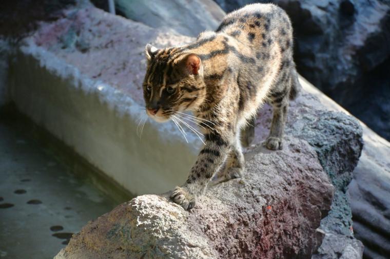来園者数 600 万人突破！動物たちの自然な姿を観察できる大人気観光スポット「高知県立のいち動物公園」