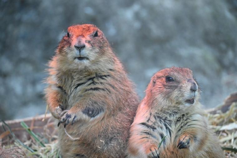 来園者数 600 万人突破！動物たちの自然な姿を観察できる大人気観光スポット「高知県立のいち動物公園」
