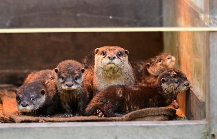 来園者数 600 万人突破！動物たちの自然な姿を観察できる大人気観光スポット「高知県立のいち動物公園」