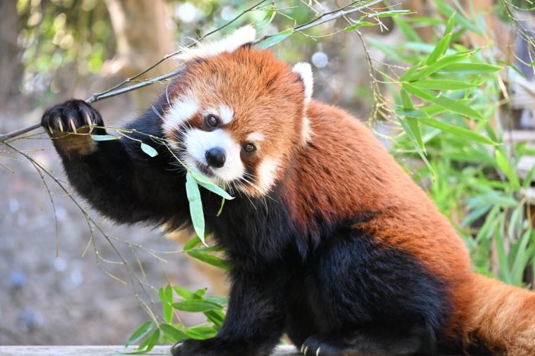 来園者数 600 万人突破！動物たちの自然な姿を観察できる大人気観光スポット「高知県立のいち動物公園」