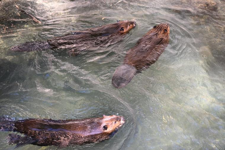来園者数 600 万人突破！動物たちの自然な姿を観察できる大人気観光スポット「高知県立のいち動物公園」