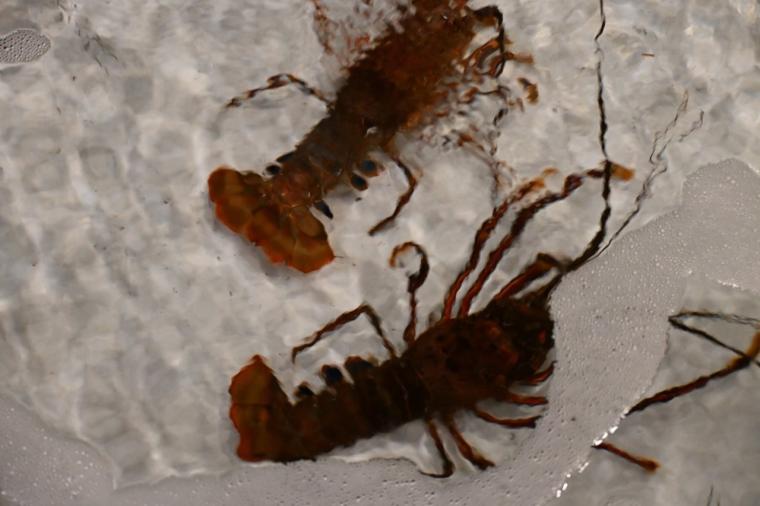 泊まってみたい高知のお宿「鰹乃國の湯宿 黒潮本陣」季節限定のイセエビも！