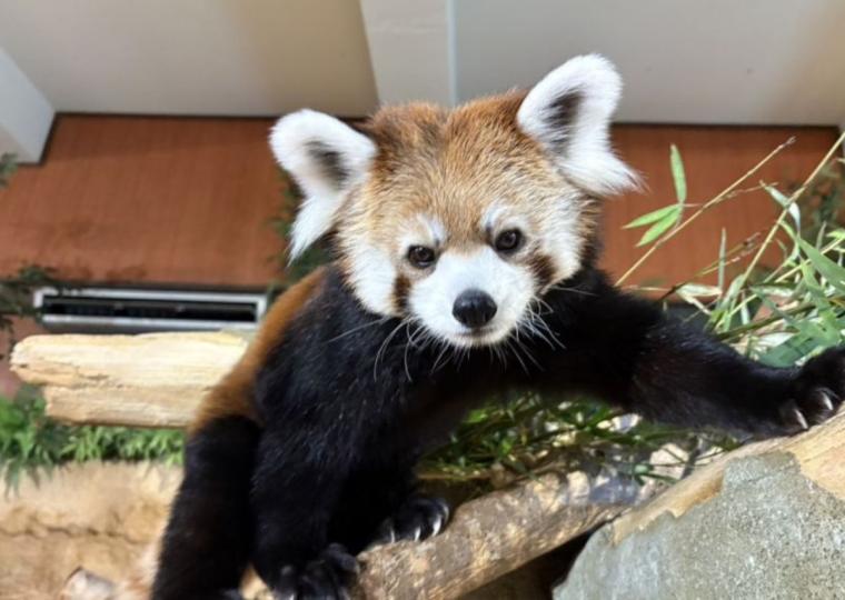 動物たちとの”ゼロ距離”体験が待っている！「ネオパーク沖縄」