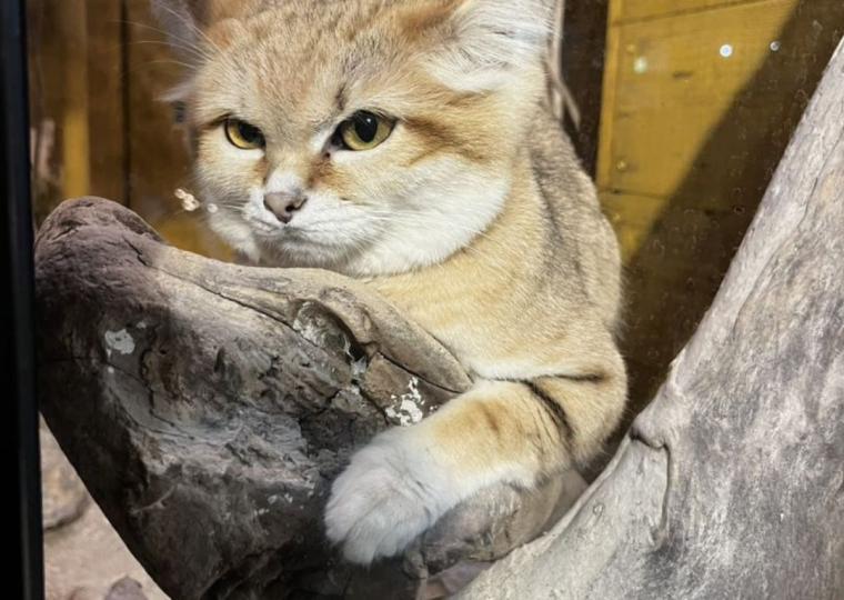 動物たちとの”ゼロ距離”体験が待っている！「ネオパーク沖縄」