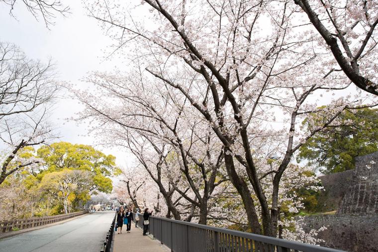 熊本城 桜