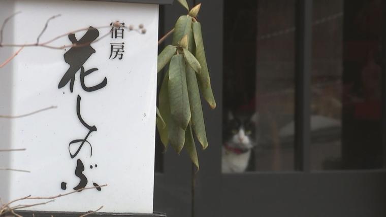 「看板猫ランキング」九重町のかぼすちゃん、悲願の全国2位に