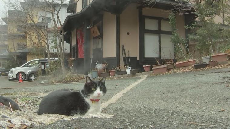 「看板猫ランキング」九重町のかぼすちゃん、悲願の全国2位に