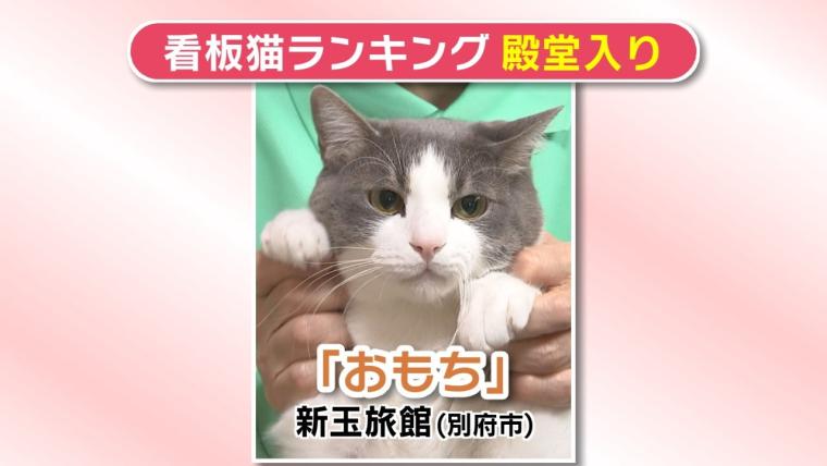 「看板猫ランキング」九重町のかぼすちゃん、悲願の全国2位に