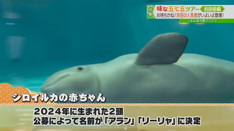 約400種一万点の海の生き物が見られる中四国最大級の水族館！｜浜田市
