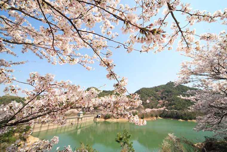 永楽ダムの桜