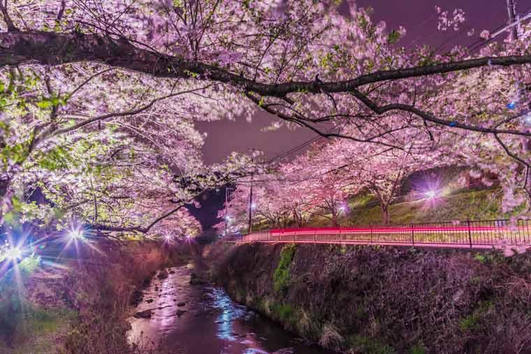 山中渓(やまなかだに)の桜