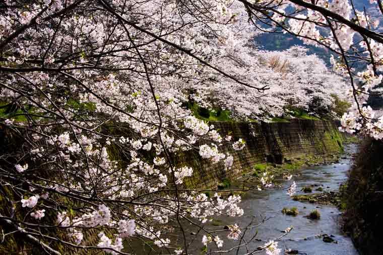 山中渓(やまなかだに)の桜