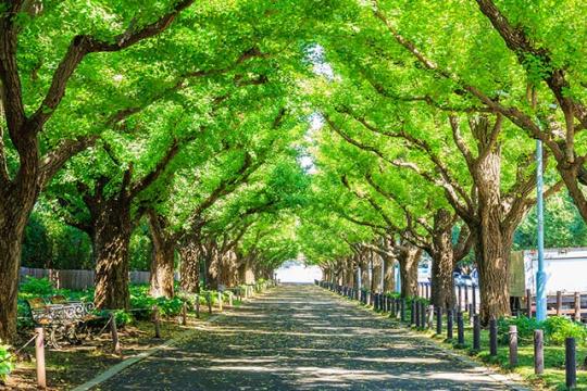 明治神宮外苑