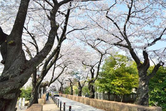 青山霊園