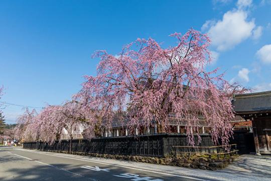 秋田県　角館の桜　武家屋敷通り