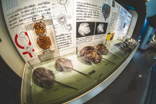 笠岡市立カブトガニ博物館