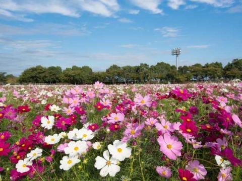 spot-sa-kuwana-key.jpg