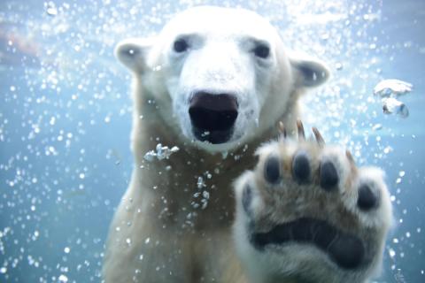 札幌市円山動物園