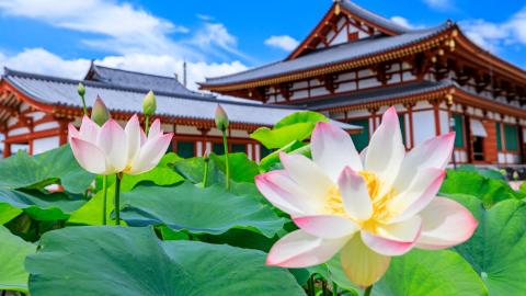 奈良・薬師寺 蓮